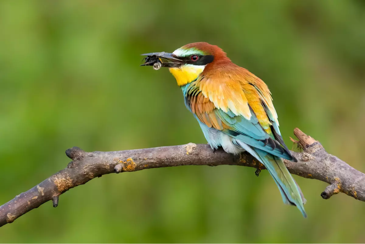 Beliebtes Freizeithobby: Birding