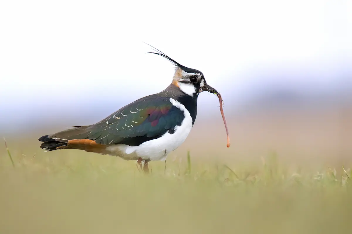 Retrato de especie: el avefría