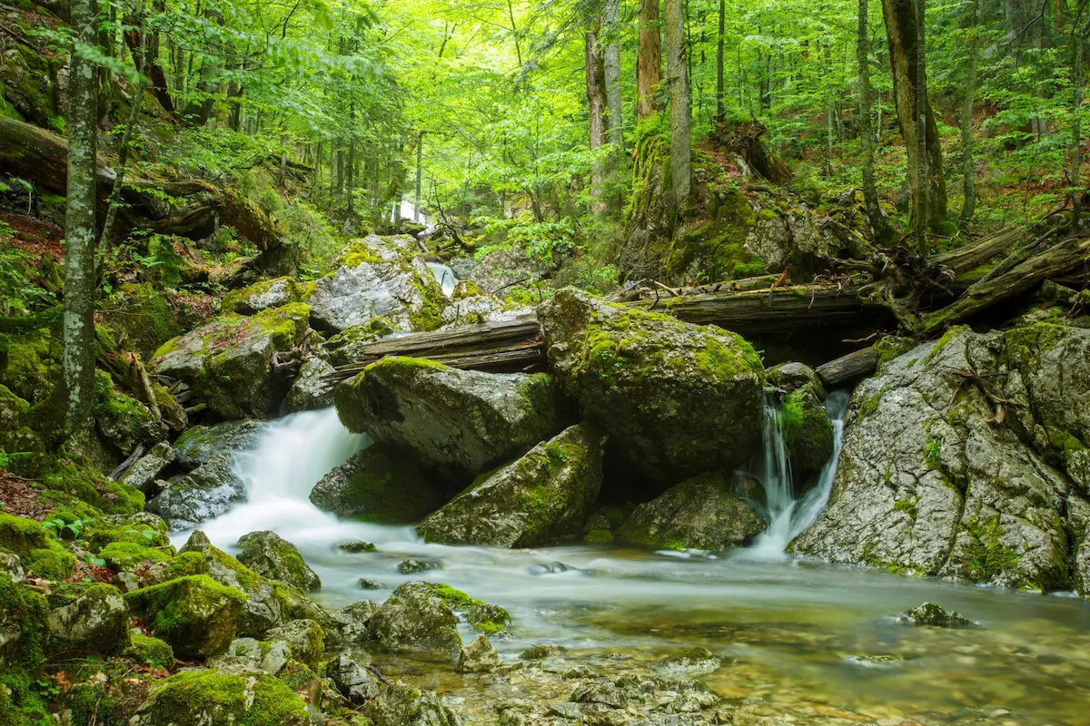 Verzaubernd – Der letzte Urwald der Alpen