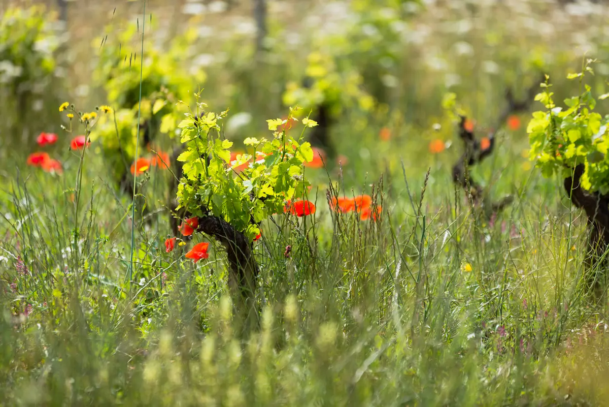 PIWI varieties as an opportunity for the future of viticulture