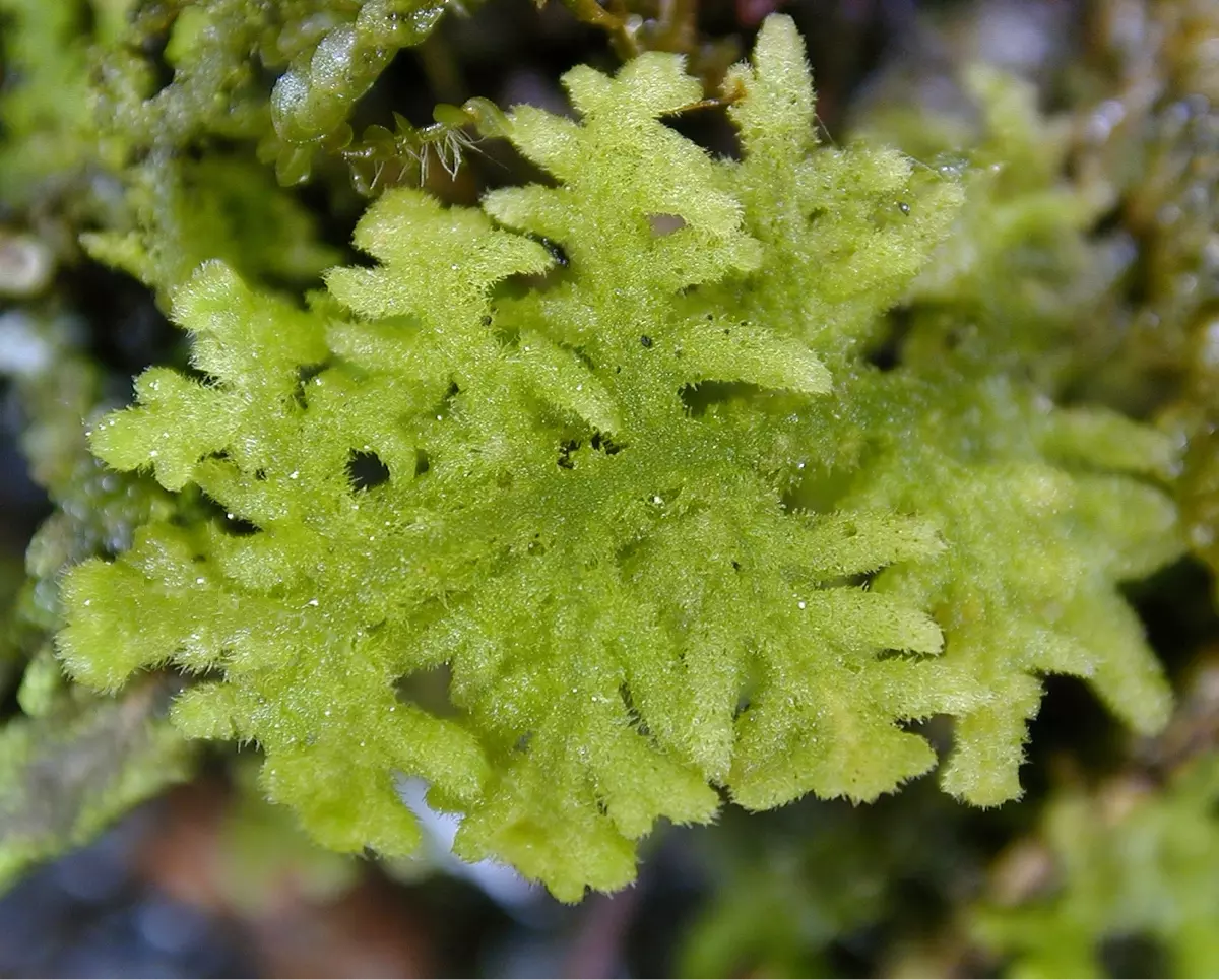 Ritratto di specie: La Trichocolea Tomentosa