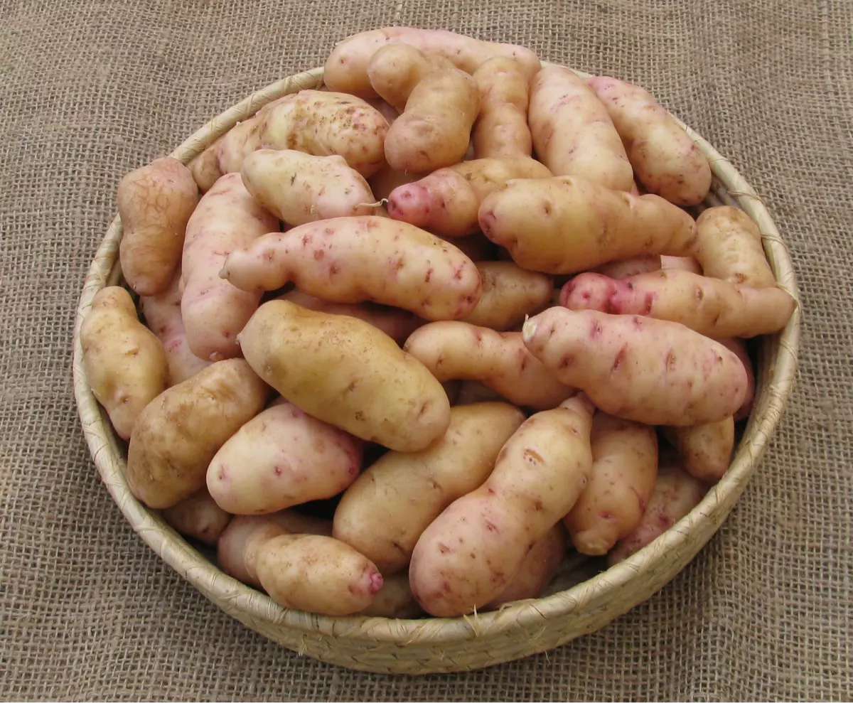 "Ark Passenger" Bamberger Hörnla - the potato for lovers