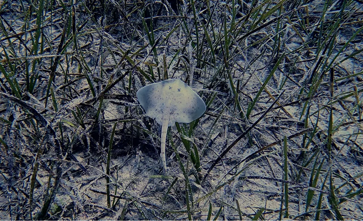 Sea Urchins in Need – Sani Resort helps as a breeding station