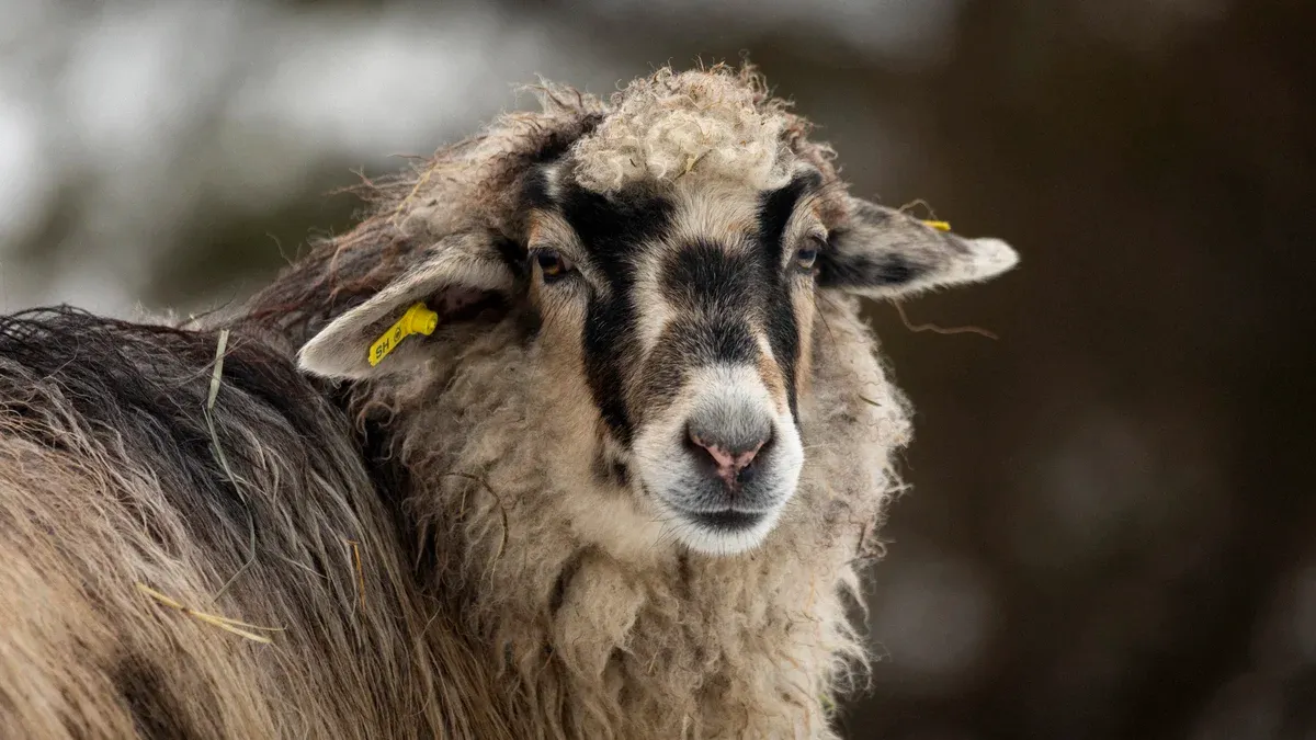 The Alpine Stone Sheep – Frugal and Trusting