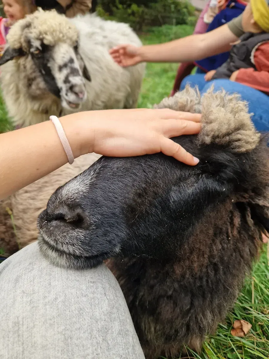 Pecora Alpina di Pietra