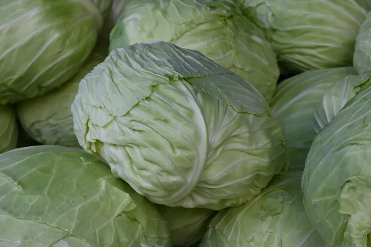 Auch das einst hochgeschätzte, inzwischen extrem seltene „Ismaninger Kraut“, ein „Arche Passagier“ von Slow Food, wird auf der Glentleiten angebaut. Ihm haben wir ein Portrait unter „Sorten und Rassen“ gewidmet.