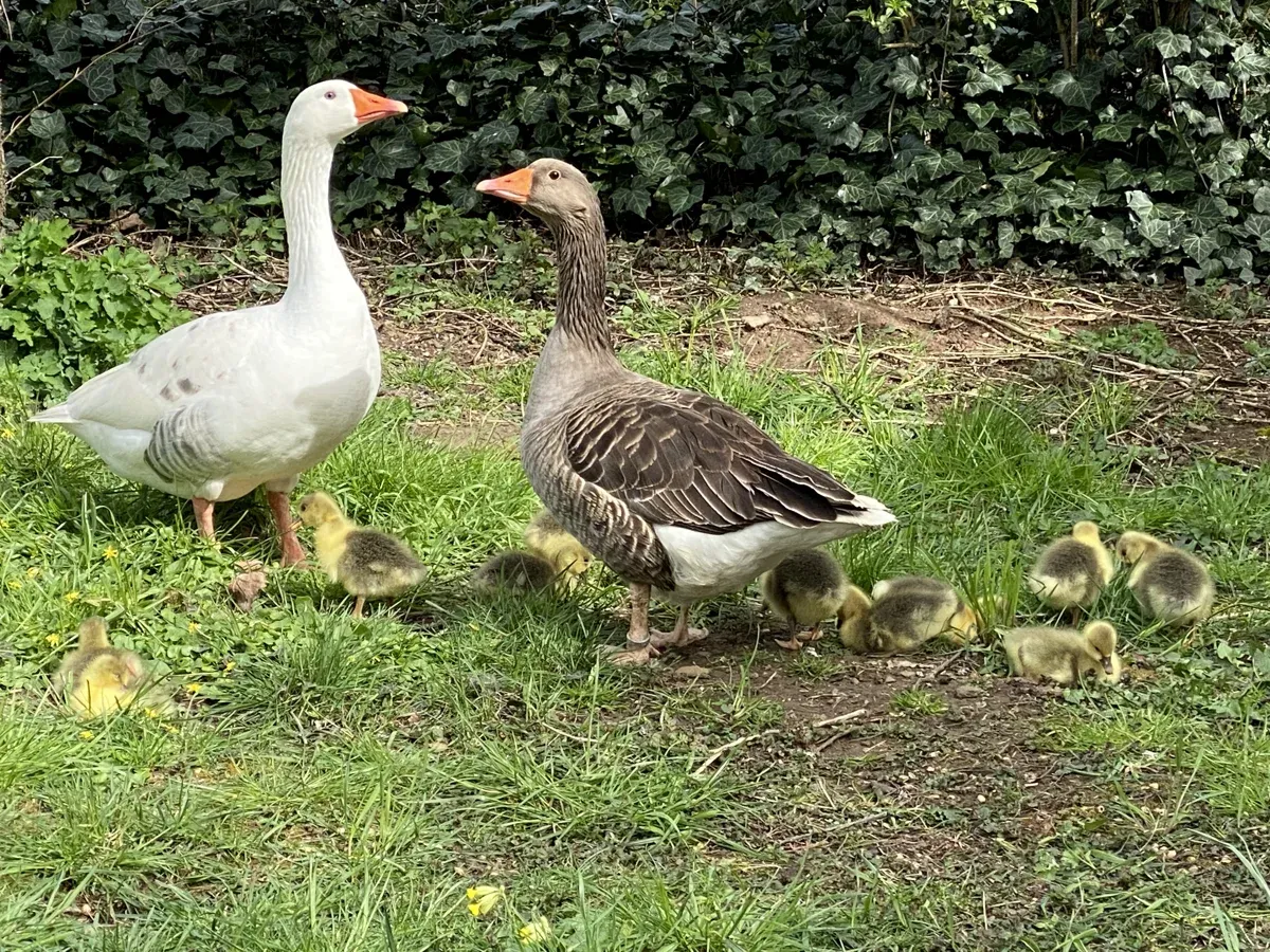 Die Bayerischen Landgänse kommen in verschiedenen Farbschlägen vor