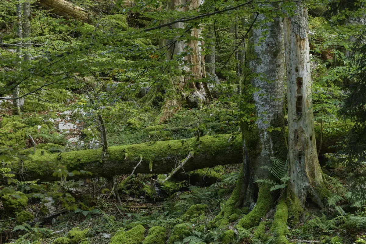 Im Reichenauer Urwald: Hier werden Buchen uralt (über 300-400 Jahre) und riesengroß. Die Vielfalt an Arten und bizarren Formen ist enorm.