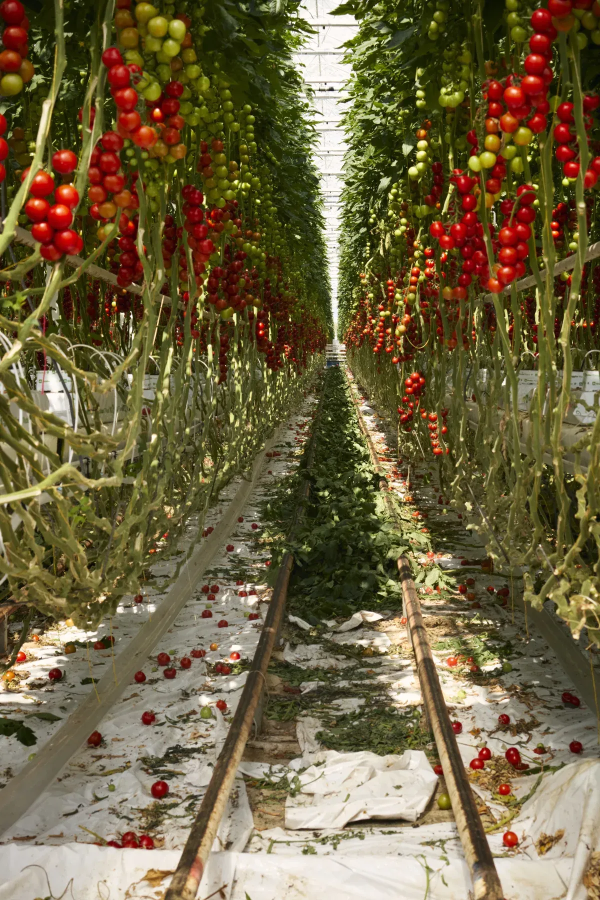 Produktion von Tomaten in riesigen Hallen 