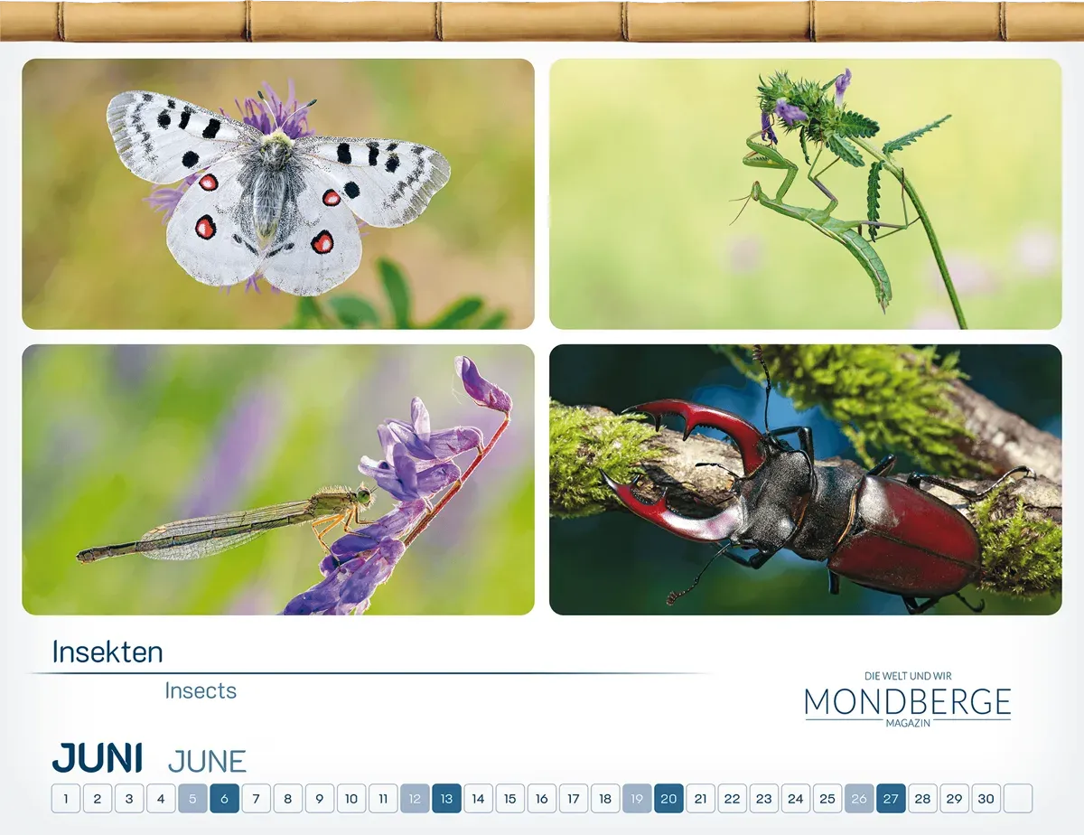 Passend zum Sommer zeigt das Juni-Kalenderblatt verschiedene Insektenarten