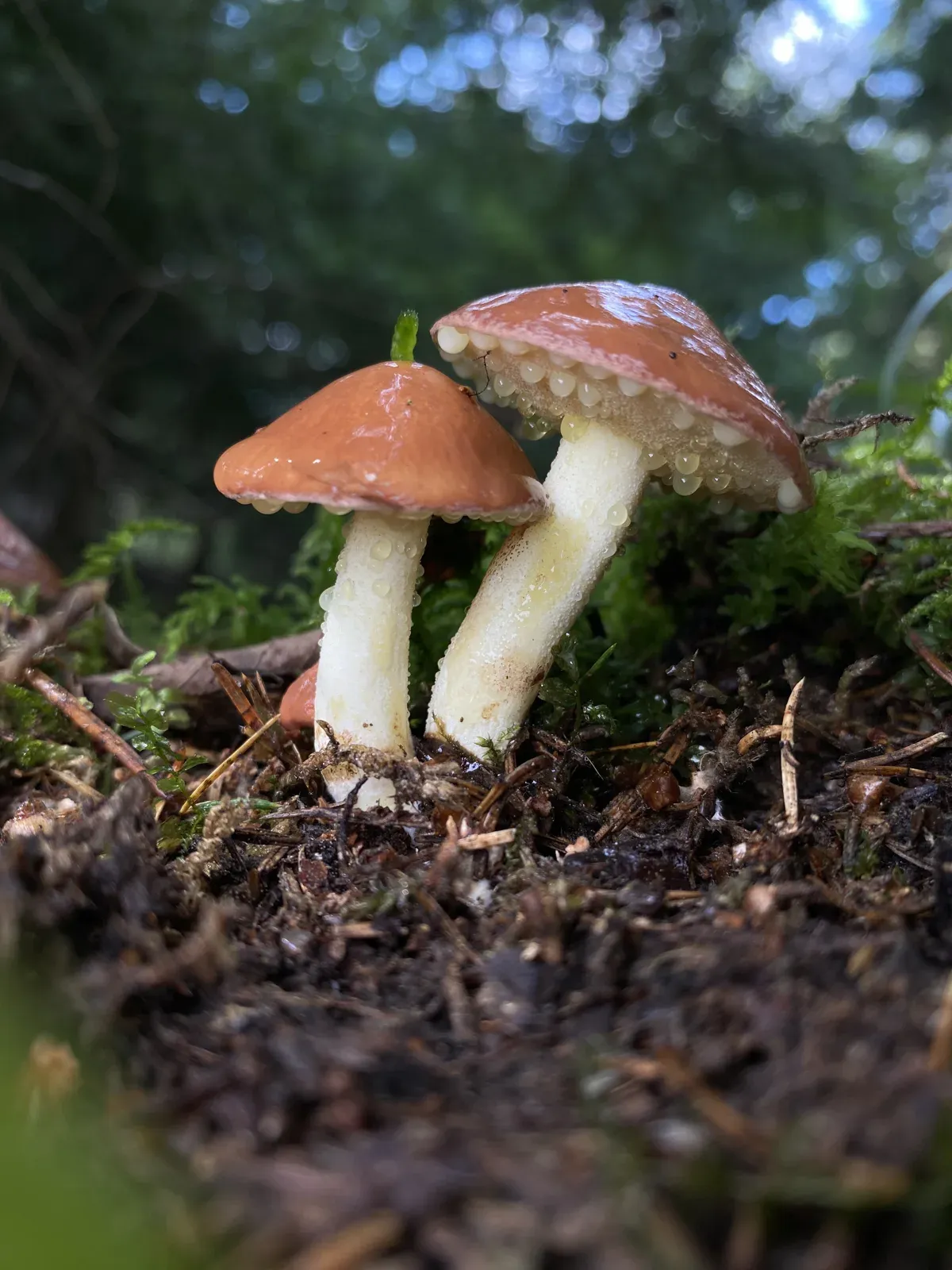 Destacado de hongos en el Jardín Botánico de Múnich