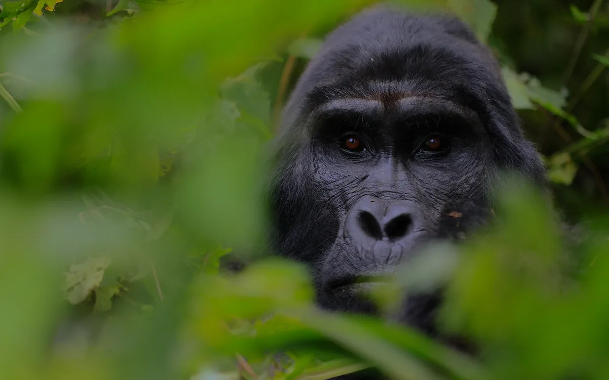 Gorilla Uganda