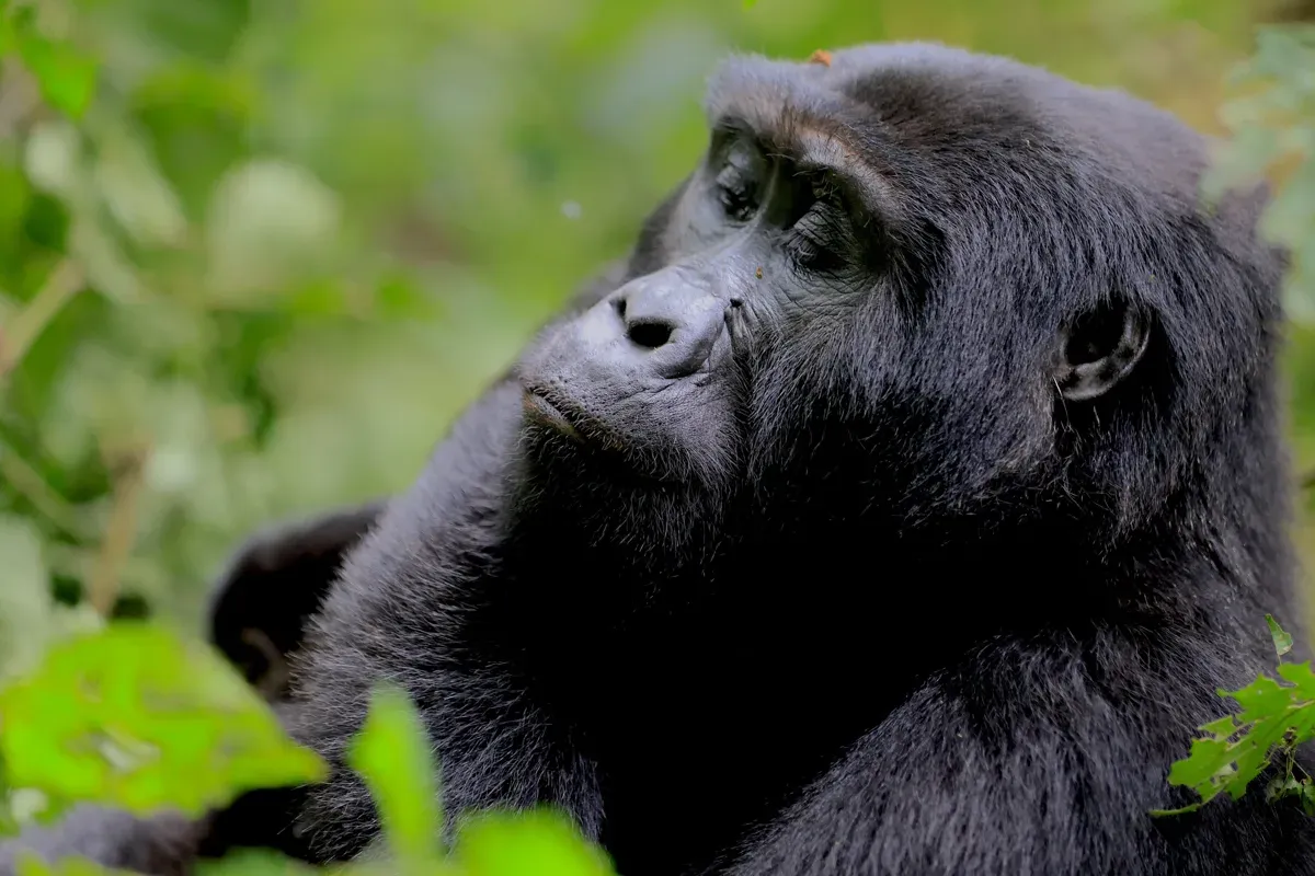 Ein Gorillaweibchen in der dichten Vegetation.