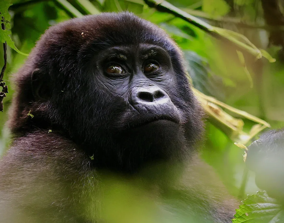 Ein halbwüchsiger Gorilla lugt neugierig herüber.