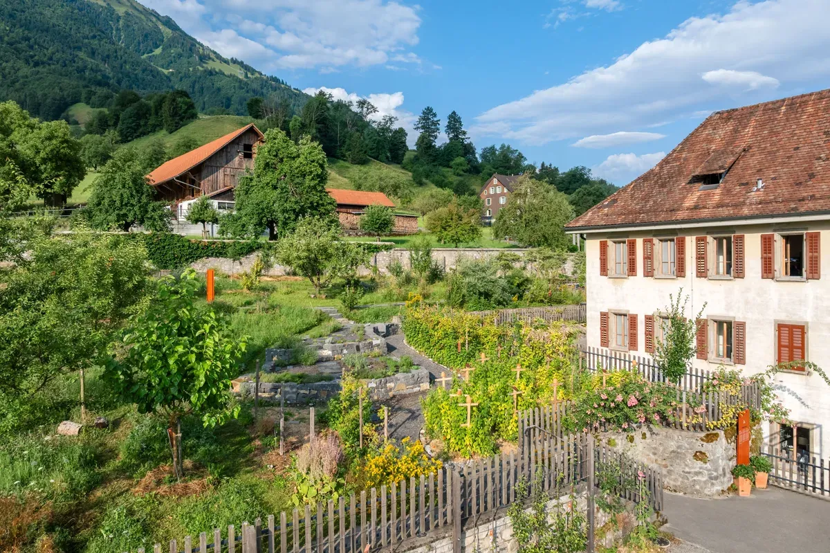 Culinarium alpinum stans