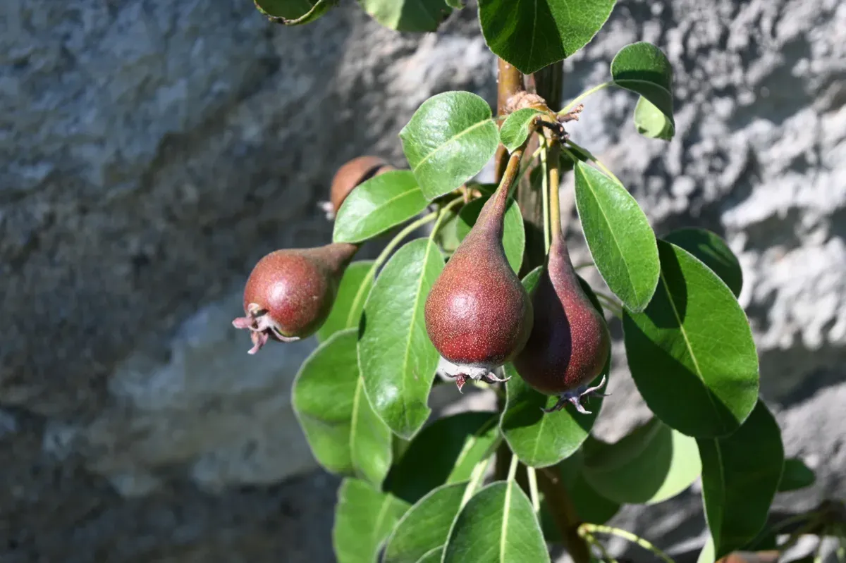 Eine Besonderheit sind die 30 verschiedenen alten Birnensorten, die im Spalier an einer Mauer ranken