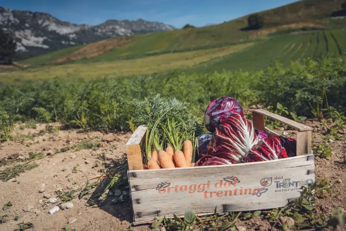 Holzkiste mit Karotten und Radicchio auf einem Gemüsefeld im Val di Gresta