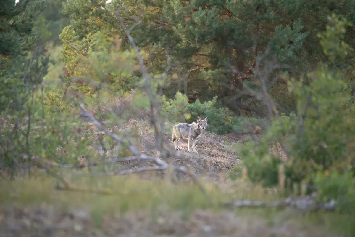 Für wenige Sekunden lief uns der Wolf vor die Kamera