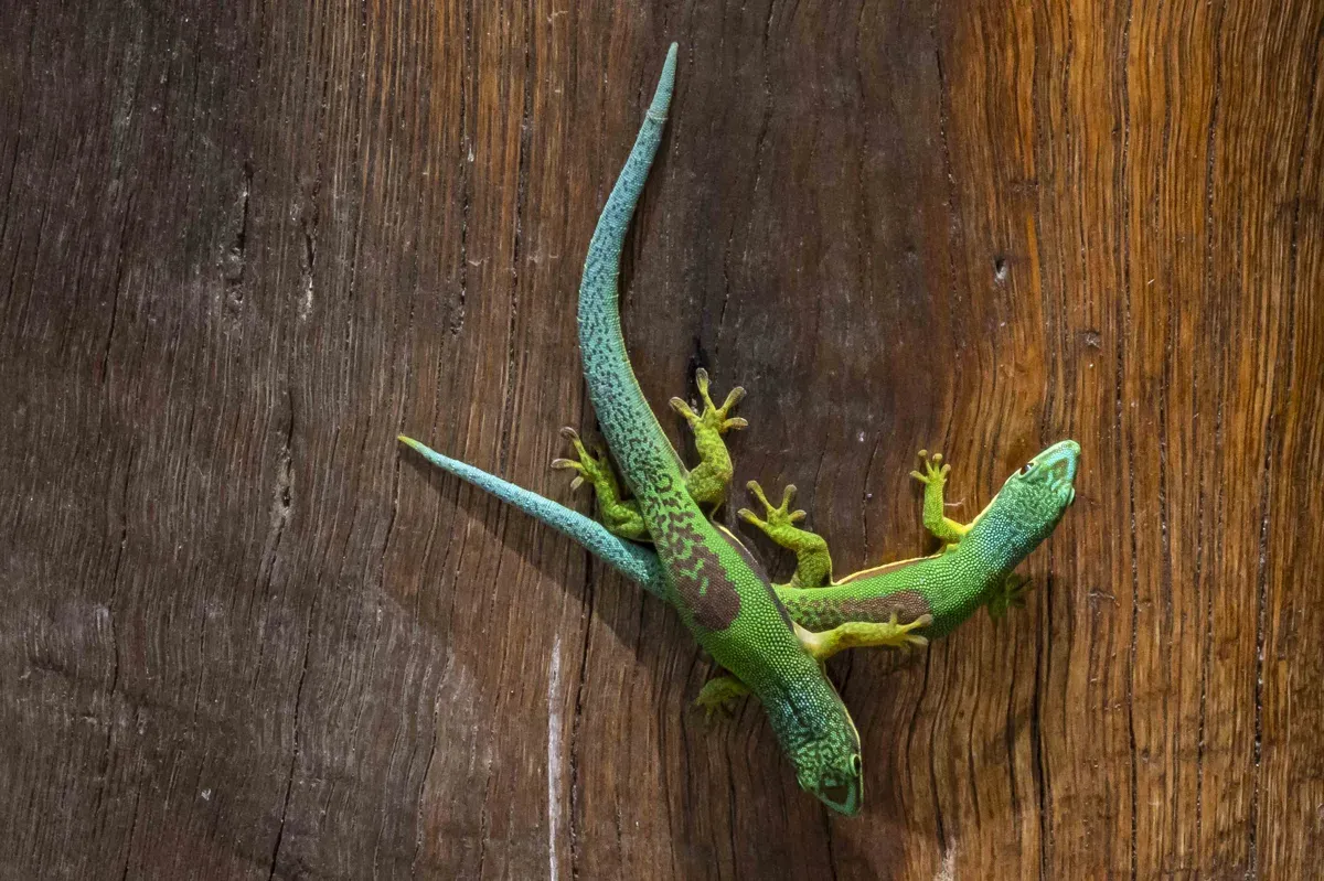 Bunte Gesellen, die in der Lage sind, ihre Farbe rasch zu wechseln: Madagaskar Taggeckos