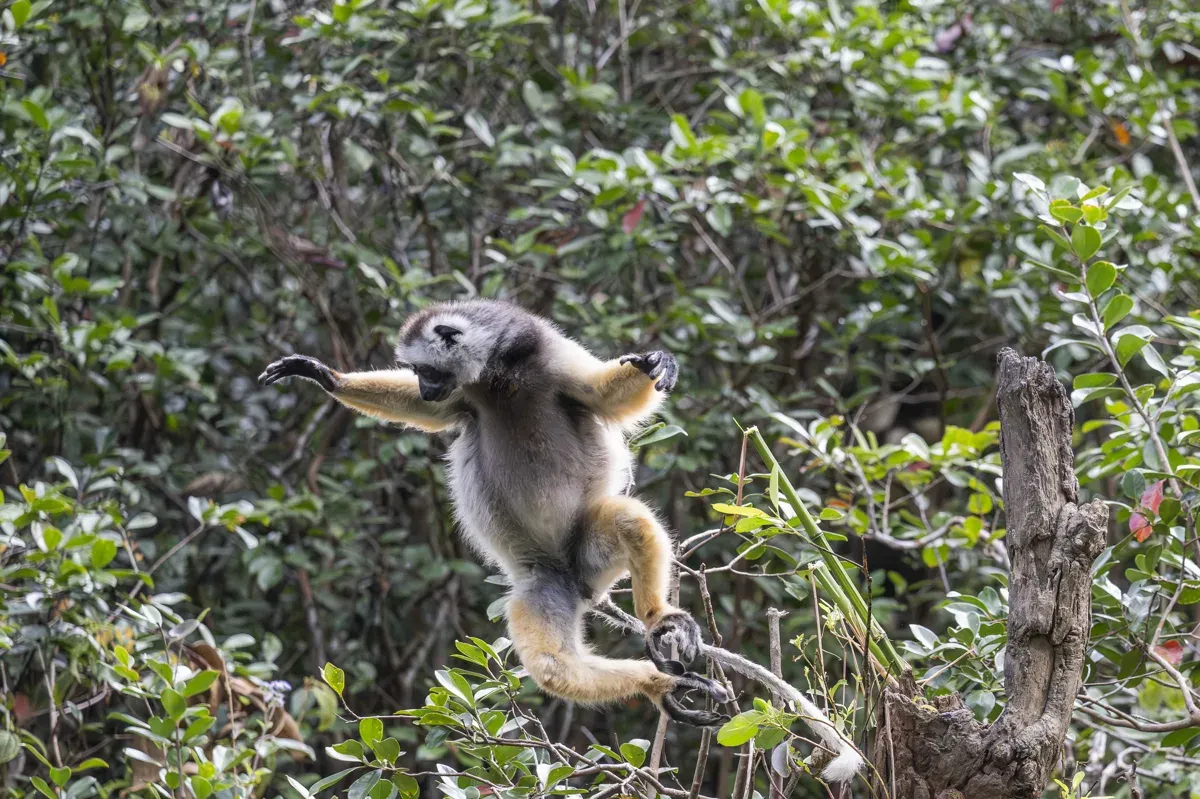 Der stark bedrohte Diademsifaka (Propithecus diadema) gehört zu den farbenfrohsten Lemuren