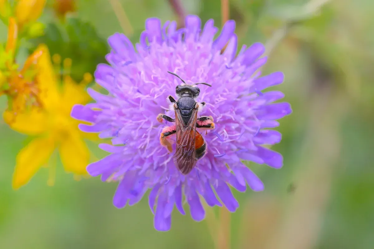 Wildbienen wie die Skabiosen-Sandbiene (Andrena marginata) benötigen offene, besonnte Bodenstellen zur Eiablage und die richtigen Pflanzen als Nahrungsquelle.