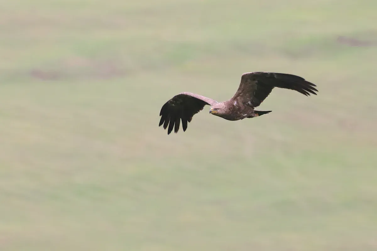 Einer der häufigsten Greifvögel ist hier der Schreiadler, den man überall zu Gesicht bekommt.